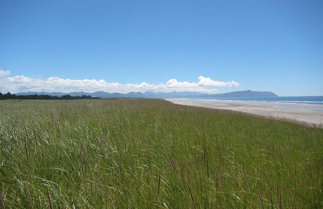 Beach grass on a dune