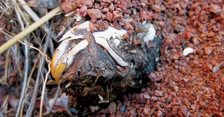 skull within owl pellet 