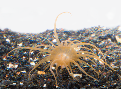 sea anemone Aiptasia sitting on rock