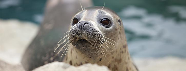 Seal playing in zoo exhibit