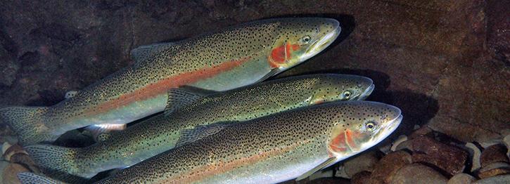 Steelheads swimming in creek