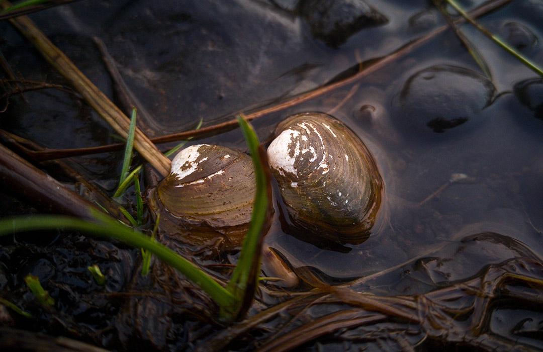 oysters sitting in small creek