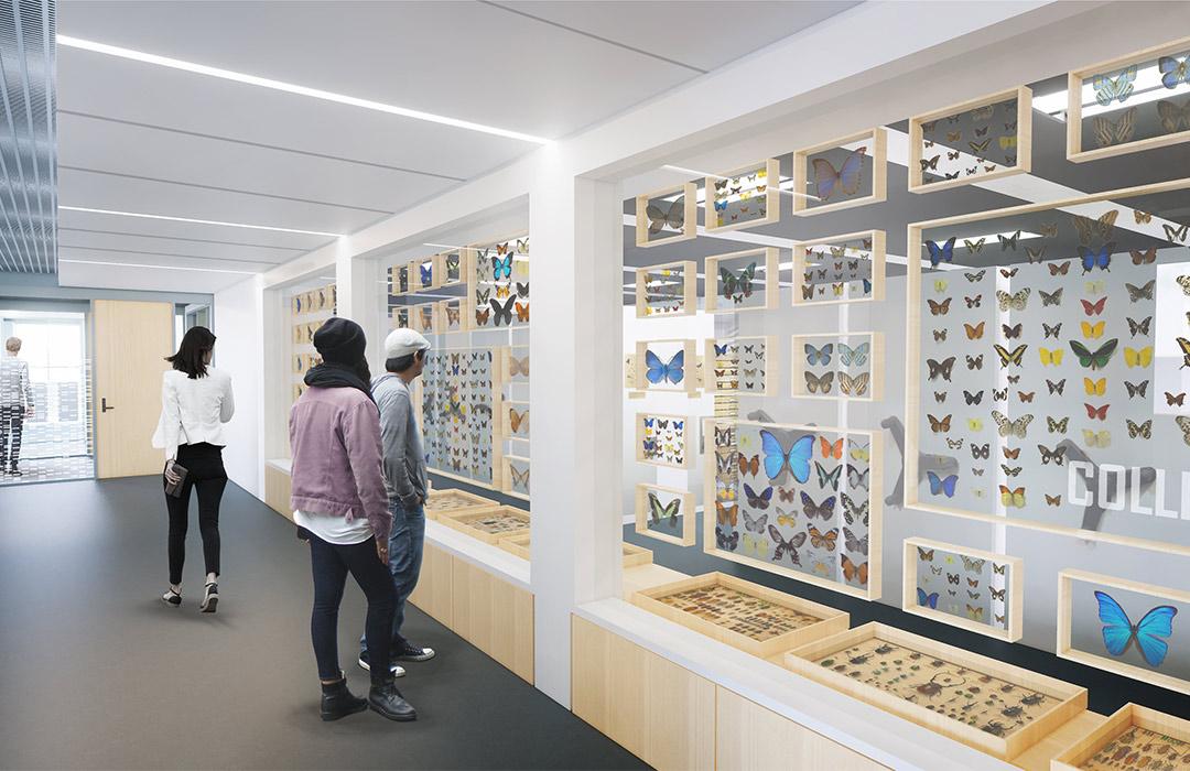 A rendering of a hallway featuring special collections displays in the new Cordley Hall