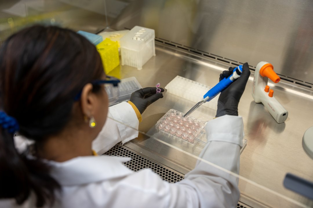 A researcher wearing a lab coat performs cell culture work.