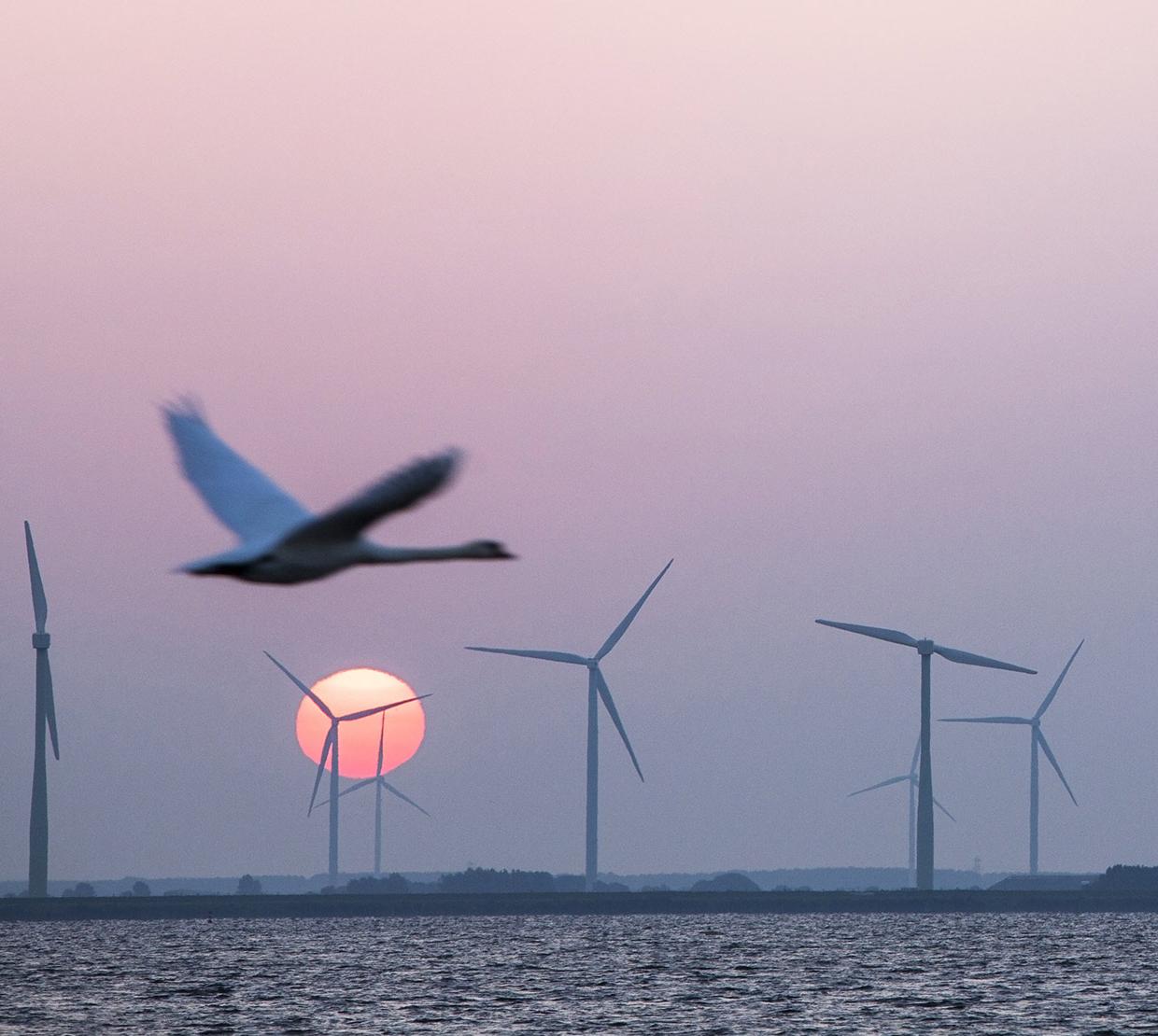 Bird flying next to windmills