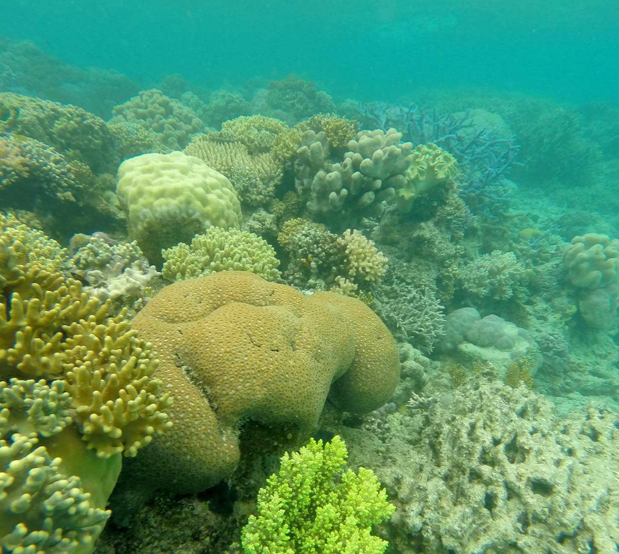 Corals along seafloor in Lizard Island.