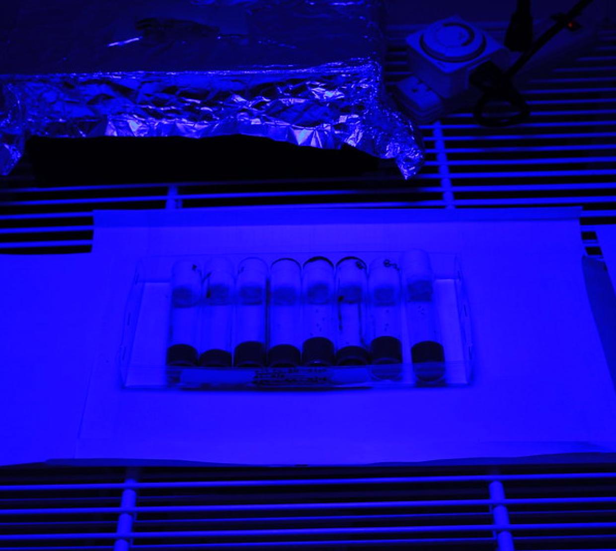 Vials sit under blue light.