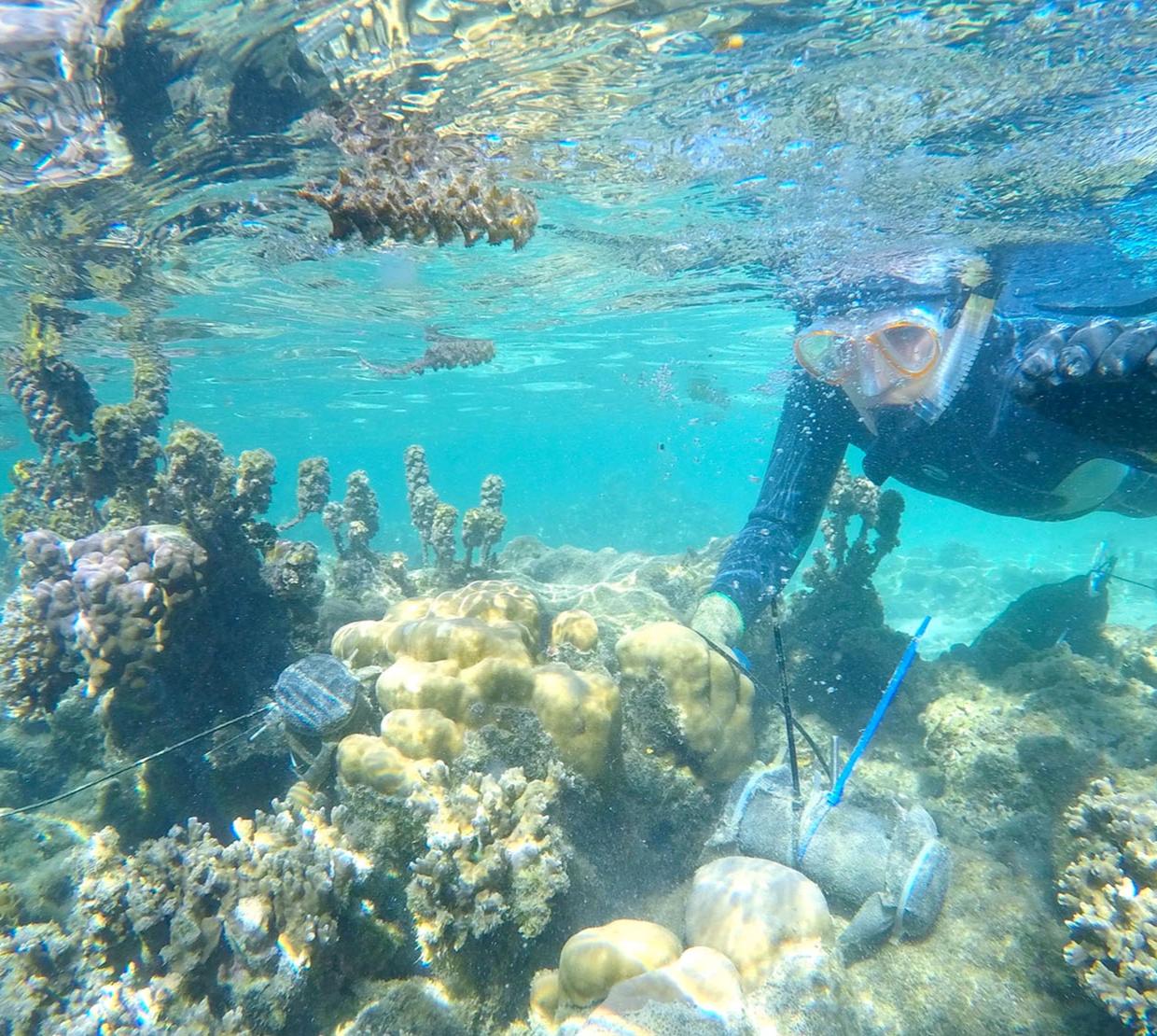 A diver looks under clear blue water at corals.
