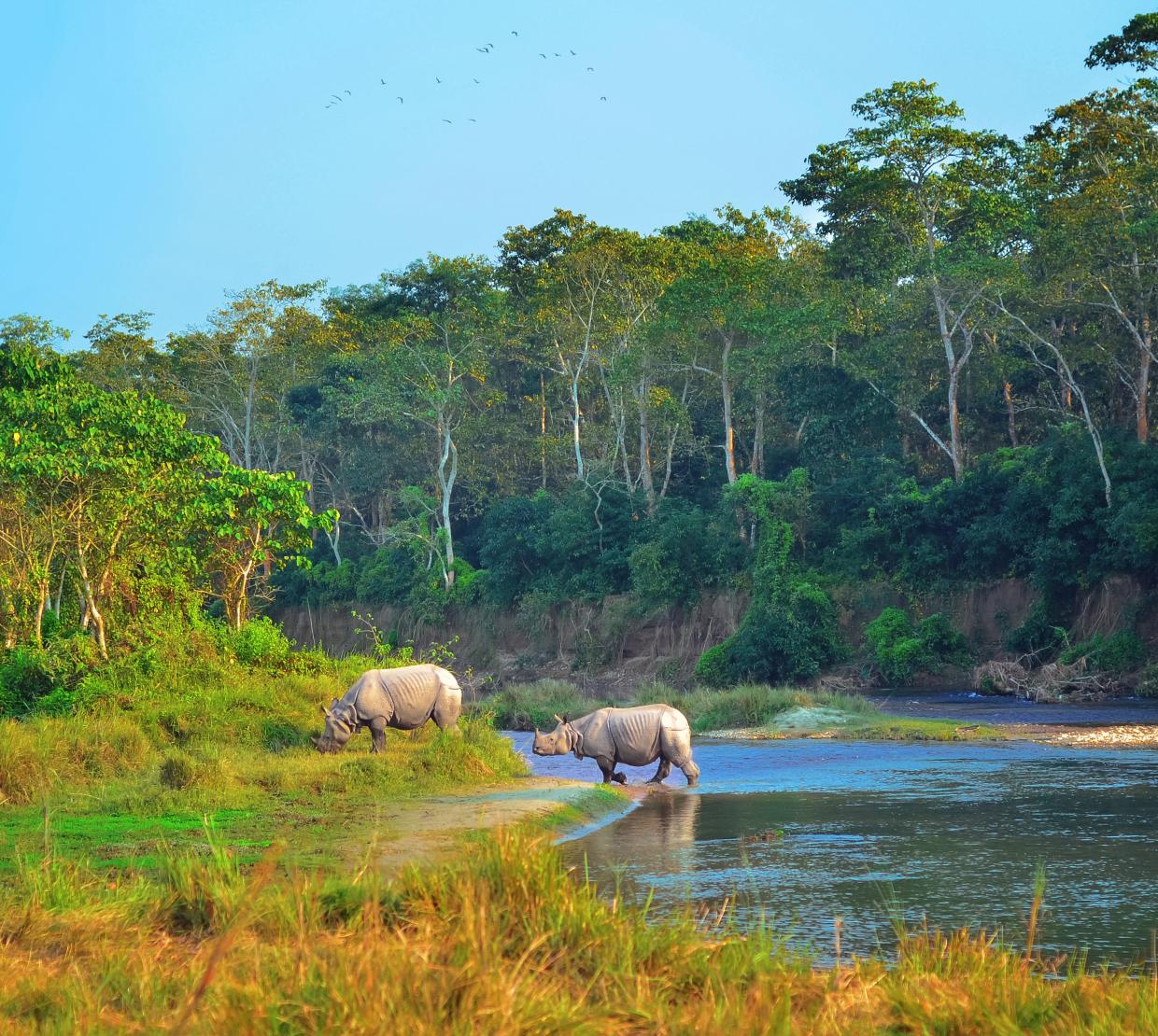 Two rhinoceroses striding out of a river. 