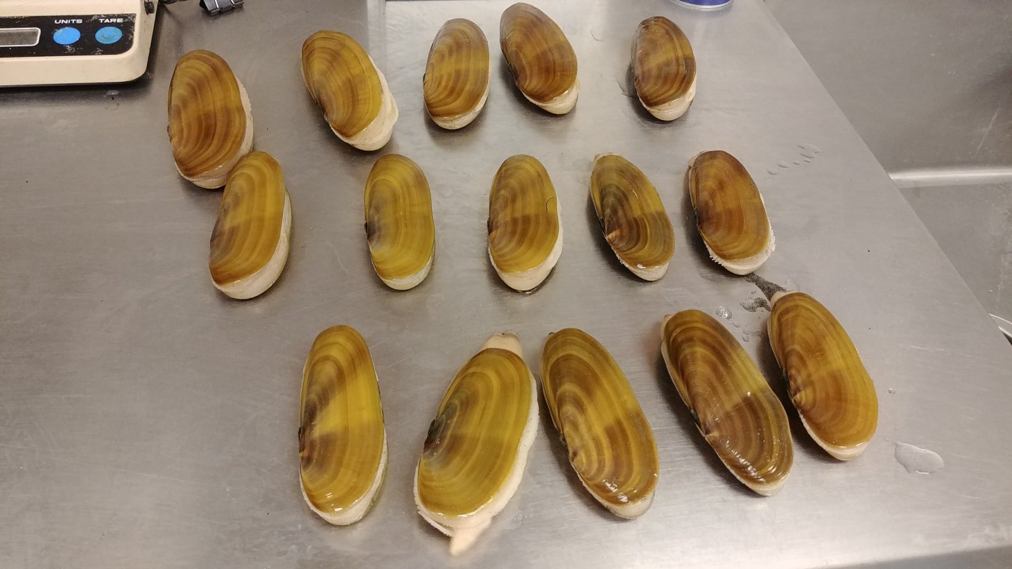 Five columns of razor clams laid out on a lab table.