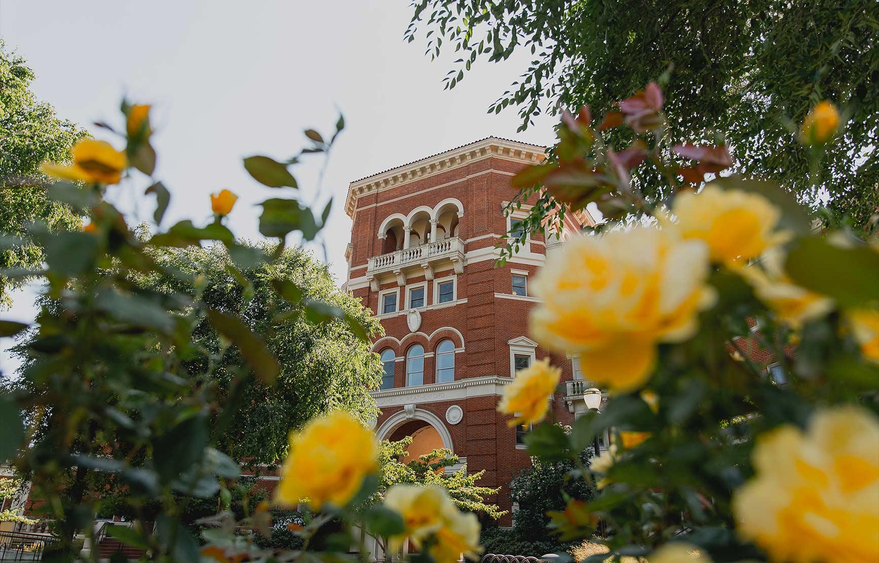 Weatherford Hall peering through yellow rose bush.