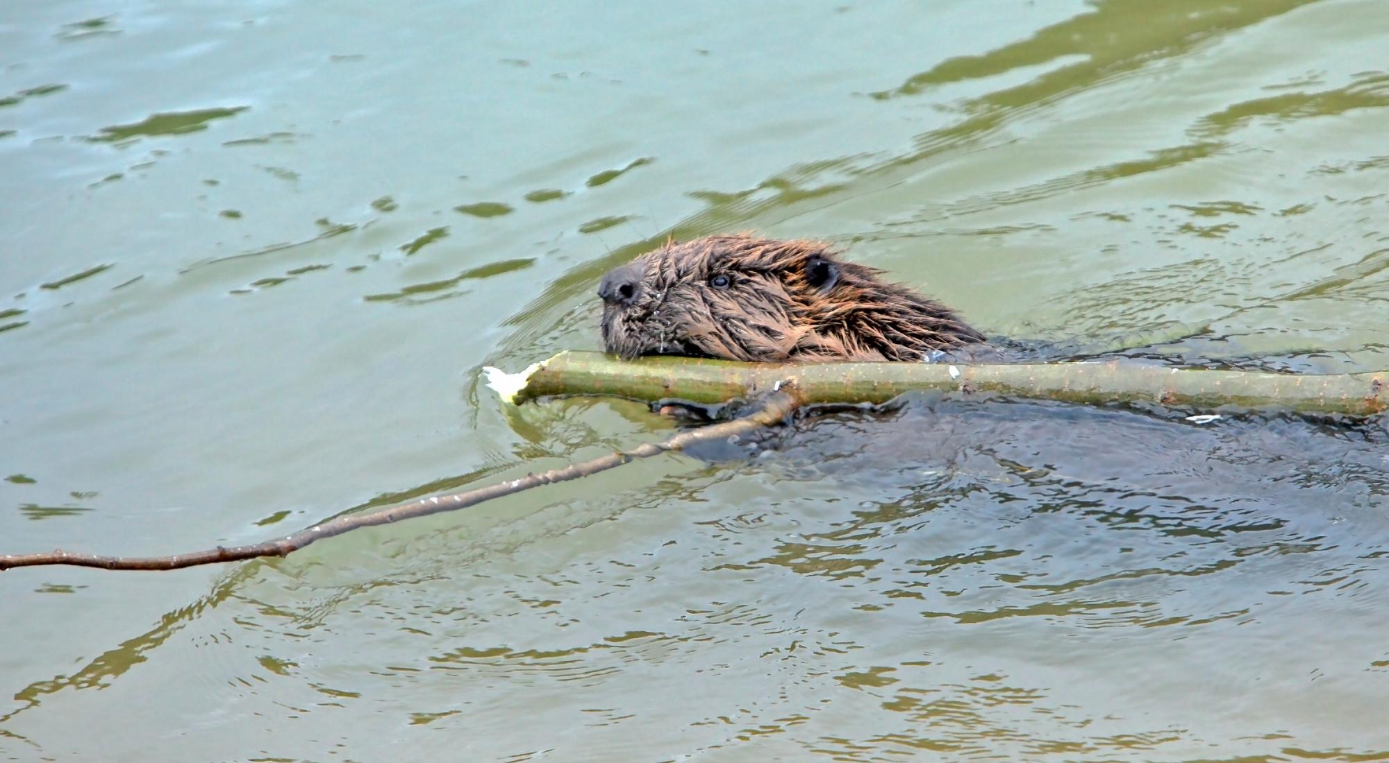 Beaver swimming with stick in creek