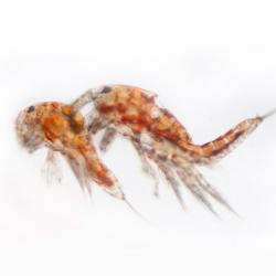 Crustacean in front of white backdrop