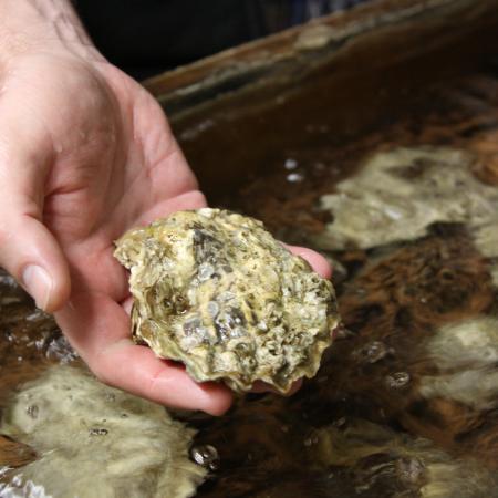 OSU stock image of oyster