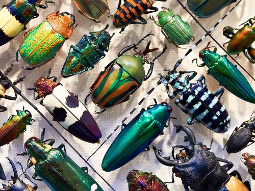 A group of colorful beetles models on white table