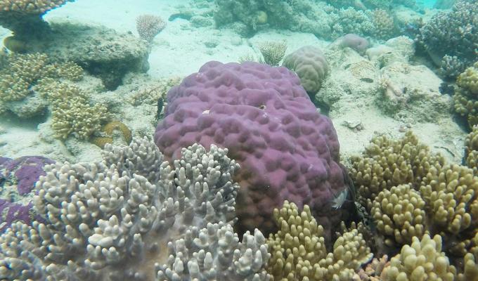 coral at bottom floor of shallow ocean