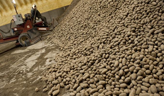 A worker at the head of a conveyor system scoops potatoes from a massive heap.
