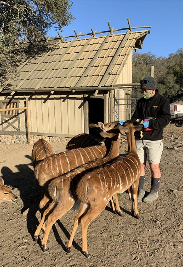 Cordell feeds antelope