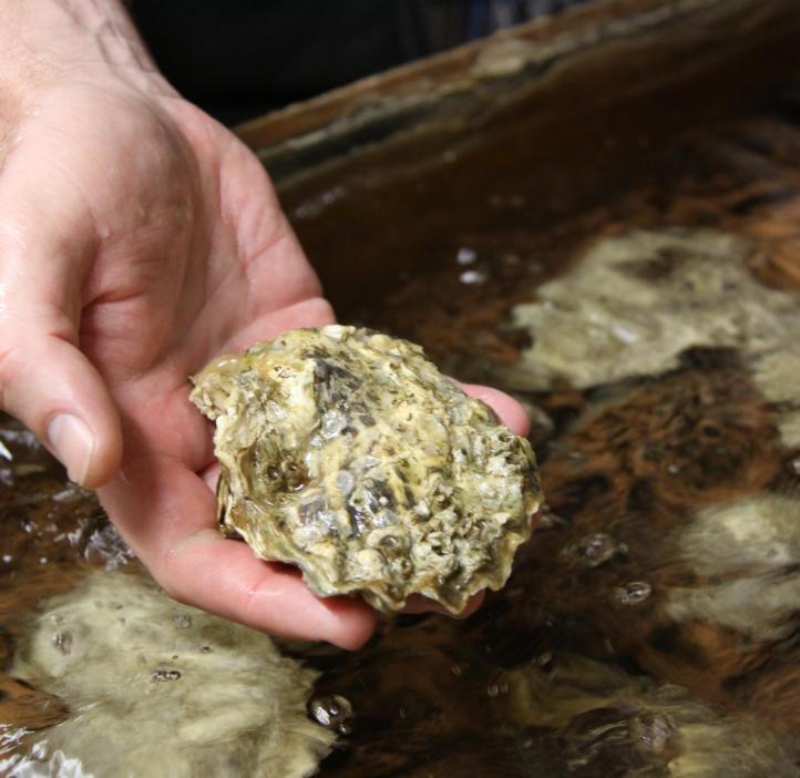 OSU stock image of oyster