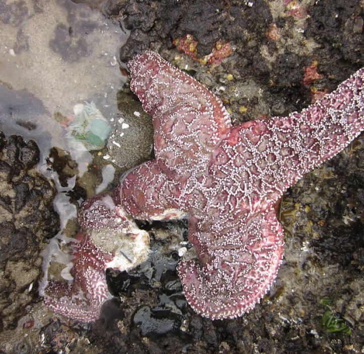 Diseased ochre sea star