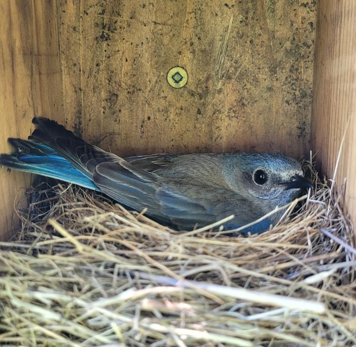 Western blue bird incubating female.